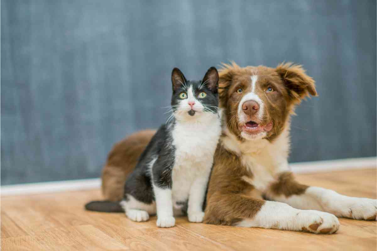 Cane e gatto animale migliore per la casa 