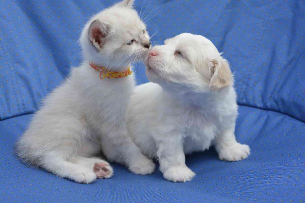 Cane e gatto animale migliore per la casa 