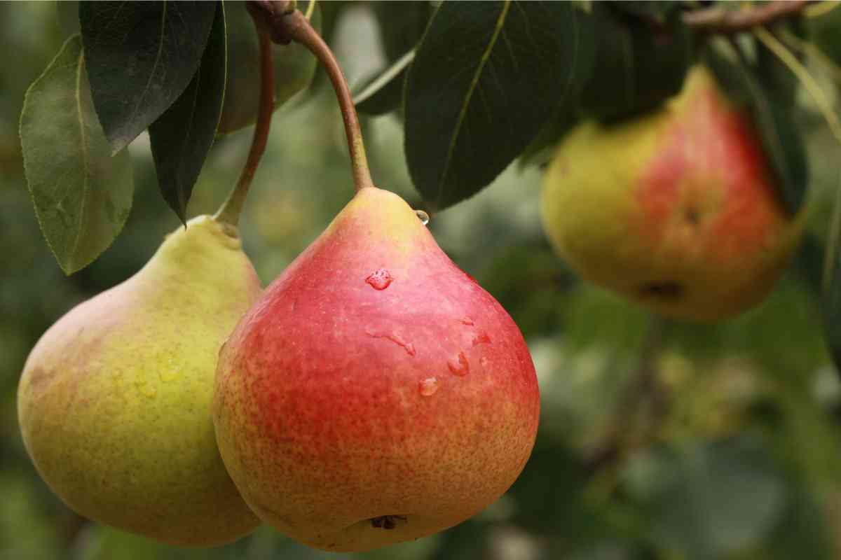 Frutta con o senza buccia benefici