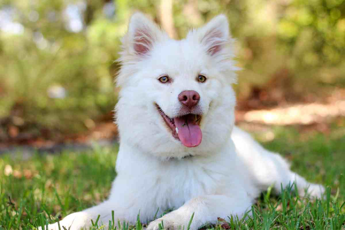 Frutto che fa bene al tuo cane - Ermesambiente.it