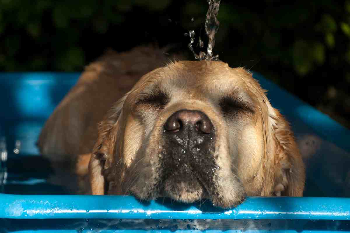 Cani e gatti ko colpa del caldo africano - Ermesambiente.it