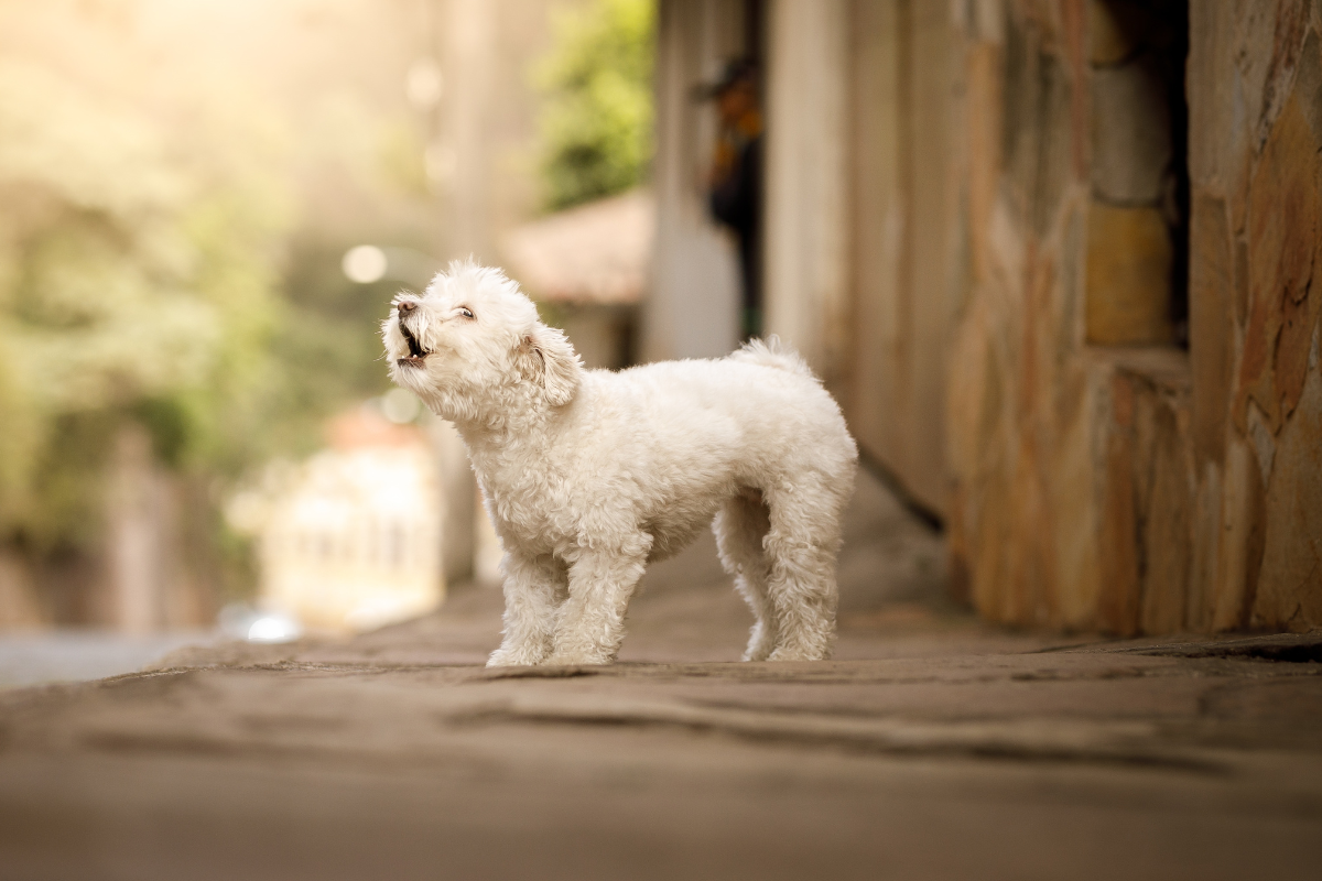 Cani abbaiare - Ermeambiente.it