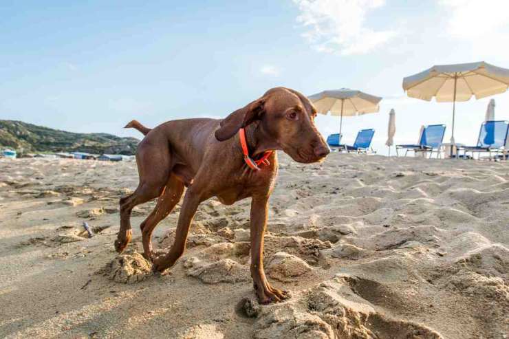 Peloso in vacanza consigli - Ermesambiente.it