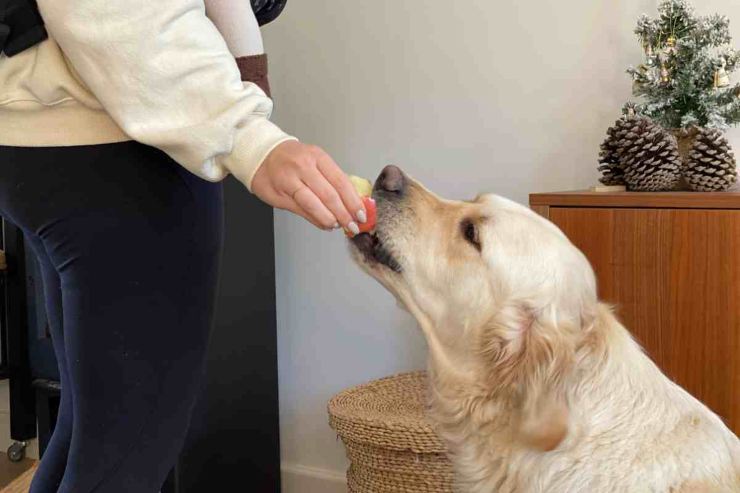 Frutto che fa bene al tuo cane - Ermesambiente.it