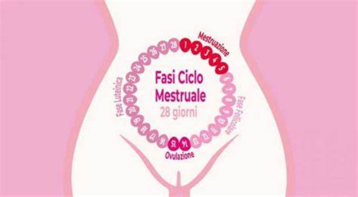 Fasi ciclo mestruale