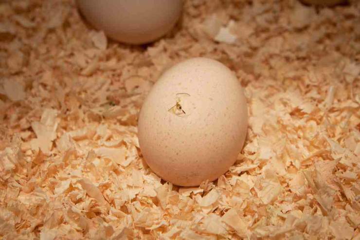 Chi è nato prima tra gallina e uovo - Ermesambiente.it